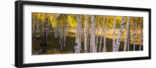 Aspen Trees in a Forest, Telluride, San Miguel County, Colorado, USA-null-Framed Photographic Print