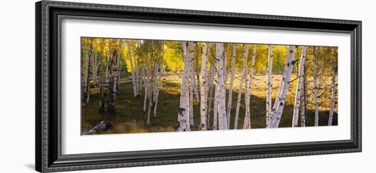 Aspen Trees in a Forest, Telluride, San Miguel County, Colorado, USA-null-Framed Photographic Print