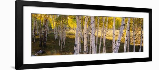 Aspen Trees in a Forest, Telluride, San Miguel County, Colorado, USA-null-Framed Photographic Print