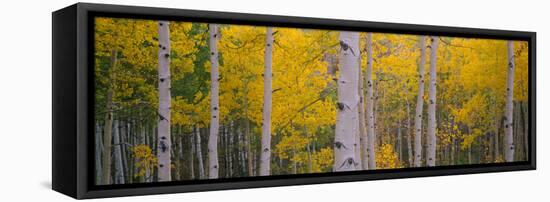 Aspen Trees in a Forest, Telluride, San Miguel County, Colorado, USA-null-Framed Stretched Canvas