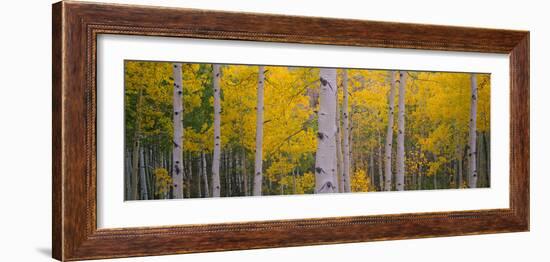 Aspen Trees in a Forest, Telluride, San Miguel County, Colorado, USA-null-Framed Photographic Print