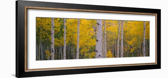 Aspen Trees in a Forest, Telluride, San Miguel County, Colorado, USA-null-Framed Photographic Print