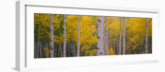 Aspen Trees in a Forest, Telluride, San Miguel County, Colorado, USA-null-Framed Photographic Print