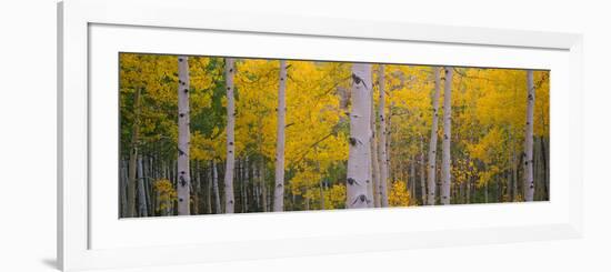 Aspen Trees in a Forest, Telluride, San Miguel County, Colorado, USA-null-Framed Photographic Print