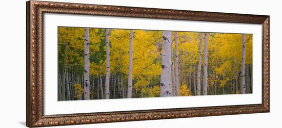 Aspen Trees in a Forest, Telluride, San Miguel County, Colorado, USA-null-Framed Photographic Print