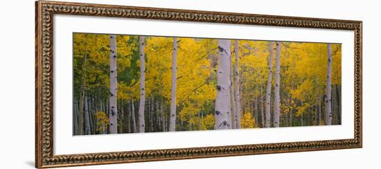 Aspen Trees in a Forest, Telluride, San Miguel County, Colorado, USA-null-Framed Photographic Print