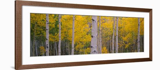 Aspen Trees in a Forest, Telluride, San Miguel County, Colorado, USA-null-Framed Photographic Print