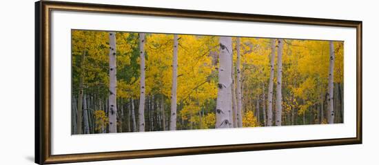 Aspen Trees in a Forest, Telluride, San Miguel County, Colorado, USA-null-Framed Photographic Print