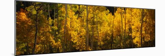 Aspen Trees in a Forest, Telluride, San Miguel County, Colorado, USA-null-Mounted Photographic Print