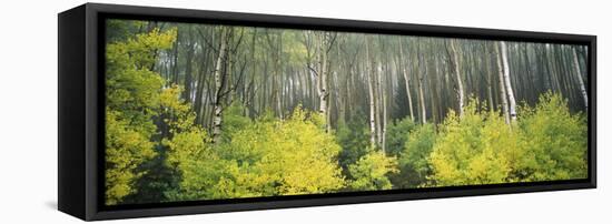 Aspen Trees in a Forest, Utah, USA-null-Framed Premier Image Canvas