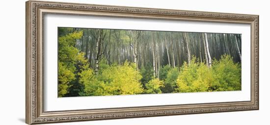 Aspen Trees in a Forest, Utah, USA-null-Framed Photographic Print