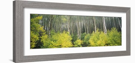 Aspen Trees in a Forest, Utah, USA-null-Framed Photographic Print