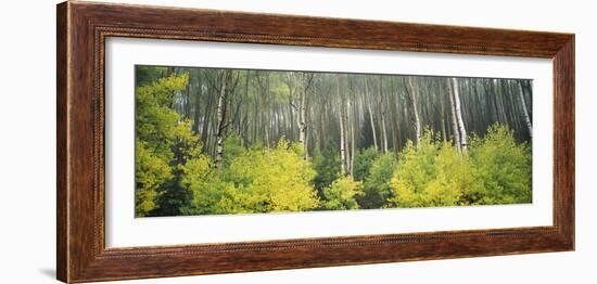 Aspen Trees in a Forest, Utah, USA-null-Framed Photographic Print