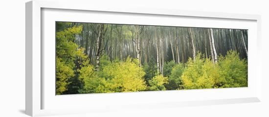 Aspen Trees in a Forest, Utah, USA-null-Framed Photographic Print