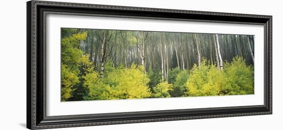 Aspen Trees in a Forest, Utah, USA-null-Framed Photographic Print