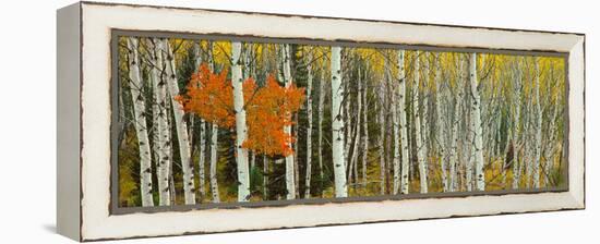 Aspen Trees in a Forest, Valley Trail, Grand Teton National Park, Wyoming, Usa-null-Framed Stretched Canvas