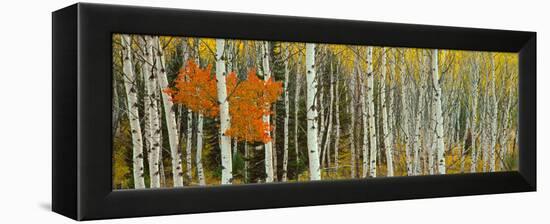 Aspen Trees in a Forest, Valley Trail, Grand Teton National Park, Wyoming, Usa-null-Framed Stretched Canvas