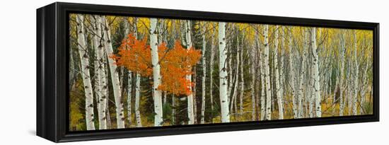 Aspen Trees in a Forest, Valley Trail, Grand Teton National Park, Wyoming, Usa-null-Framed Stretched Canvas