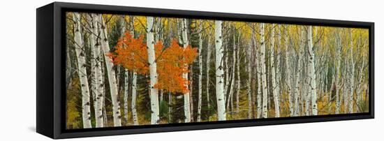 Aspen Trees in a Forest, Valley Trail, Grand Teton National Park, Wyoming, Usa-null-Framed Stretched Canvas