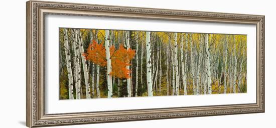 Aspen Trees in a Forest, Valley Trail, Grand Teton National Park, Wyoming, Usa-null-Framed Photographic Print