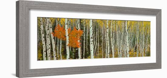 Aspen Trees in a Forest, Valley Trail, Grand Teton National Park, Wyoming, Usa-null-Framed Photographic Print