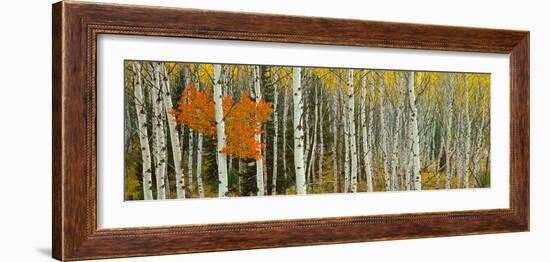 Aspen Trees in a Forest, Valley Trail, Grand Teton National Park, Wyoming, Usa-null-Framed Photographic Print