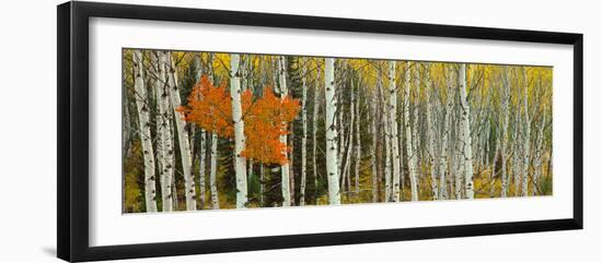 Aspen Trees in a Forest, Valley Trail, Grand Teton National Park, Wyoming, Usa-null-Framed Photographic Print