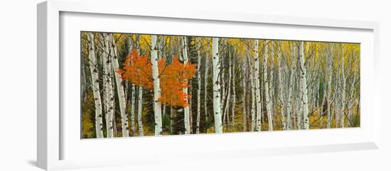 Aspen Trees in a Forest, Valley Trail, Grand Teton National Park, Wyoming, Usa-null-Framed Photographic Print