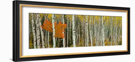 Aspen Trees in a Forest, Valley Trail, Grand Teton National Park, Wyoming, Usa-null-Framed Photographic Print