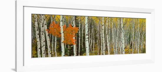 Aspen Trees in a Forest, Valley Trail, Grand Teton National Park, Wyoming, Usa--Framed Photographic Print