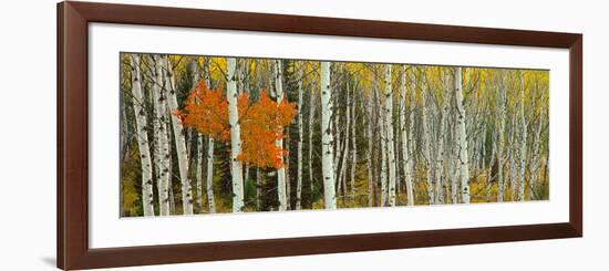 Aspen Trees in a Forest, Valley Trail, Grand Teton National Park, Wyoming, Usa-null-Framed Photographic Print