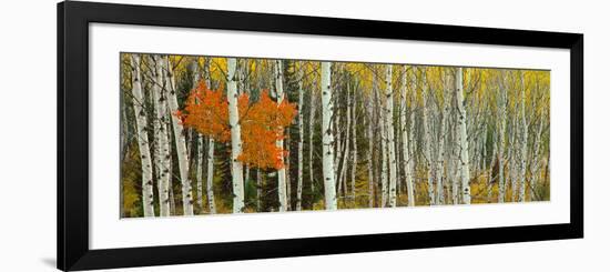 Aspen Trees in a Forest, Valley Trail, Grand Teton National Park, Wyoming, Usa--Framed Photographic Print