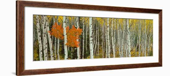 Aspen Trees in a Forest, Valley Trail, Grand Teton National Park, Wyoming, Usa--Framed Photographic Print