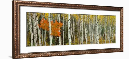 Aspen Trees in a Forest, Valley Trail, Grand Teton National Park, Wyoming, Usa-null-Framed Photographic Print