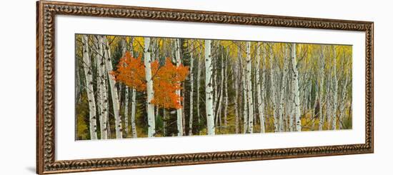 Aspen Trees in a Forest, Valley Trail, Grand Teton National Park, Wyoming, Usa--Framed Photographic Print