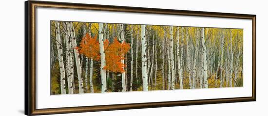 Aspen Trees in a Forest, Valley Trail, Grand Teton National Park, Wyoming, Usa--Framed Photographic Print