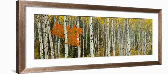 Aspen Trees in a Forest, Valley Trail, Grand Teton National Park, Wyoming, Usa-null-Framed Photographic Print