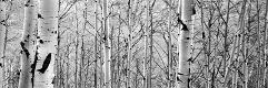 Premium Photographic Print