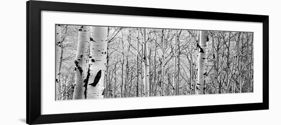 Aspen Trees in a Forest--Framed Photographic Print