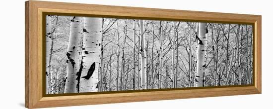 Aspen Trees in a Forest-null-Framed Premier Image Canvas