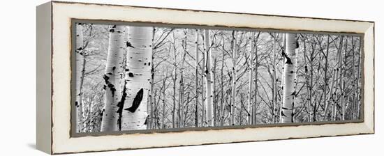 Aspen Trees in a Forest-null-Framed Premier Image Canvas