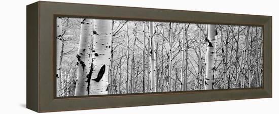 Aspen Trees in a Forest-null-Framed Premier Image Canvas