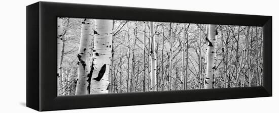 Aspen Trees in a Forest-null-Framed Premier Image Canvas