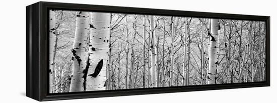 Aspen Trees in a Forest-null-Framed Premier Image Canvas