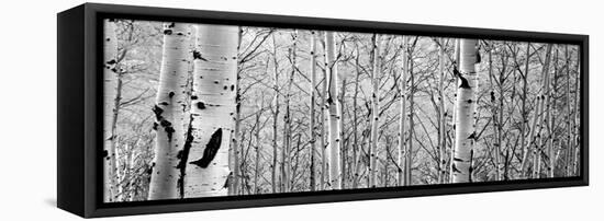 Aspen Trees in a Forest-null-Framed Premier Image Canvas