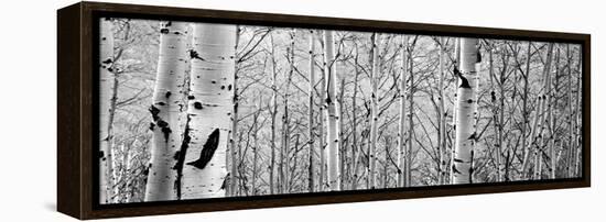 Aspen Trees in a Forest-null-Framed Premier Image Canvas