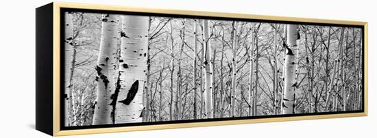 Aspen Trees in a Forest-null-Framed Premier Image Canvas