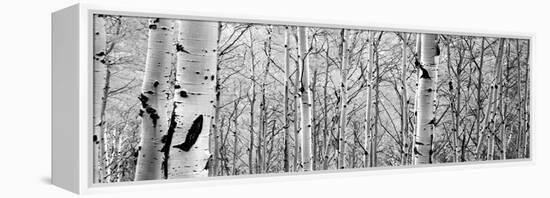 Aspen Trees in a Forest-null-Framed Premier Image Canvas