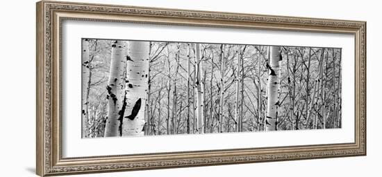 Aspen Trees in a Forest-null-Framed Photographic Print