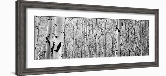 Aspen Trees in a Forest-null-Framed Photographic Print